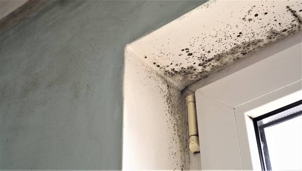 Mold Documentation for Insurance Claims in Buckingham, FL