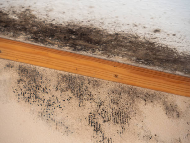 Best Mold Odor Removal Services  in Buckingham, FL